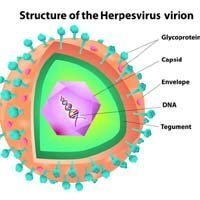 Herpes Virus Cell Structure