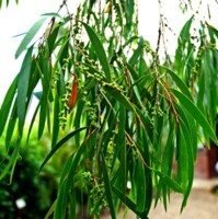 189350_tea tree