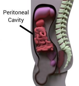The Peritoneal Cavity