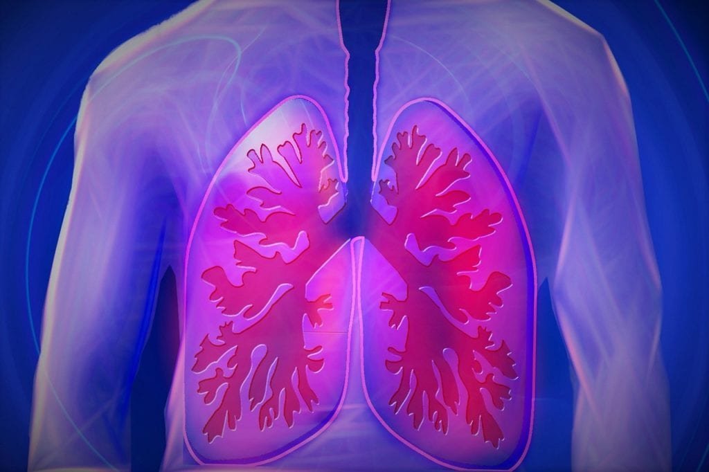 The Lungs: Asbestos, Smoking, and Mesothelioma