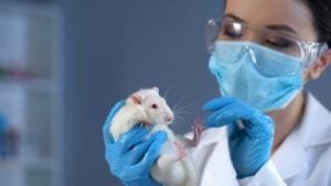 inhalable mesothelioma treatment tested on lab mice