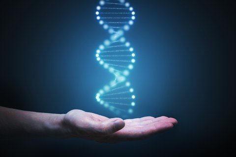 BLM gene